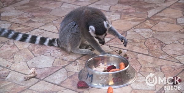 Кормить нельзя! Специалисты городского зоопарка призывают омичей к сознательности