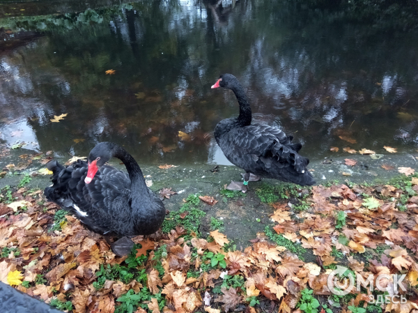 Весна на паузе: как журавли "испортили" погоду в Омске