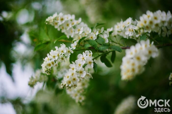 Чихаем на весну. Как не дать аллергии запереть вас дома