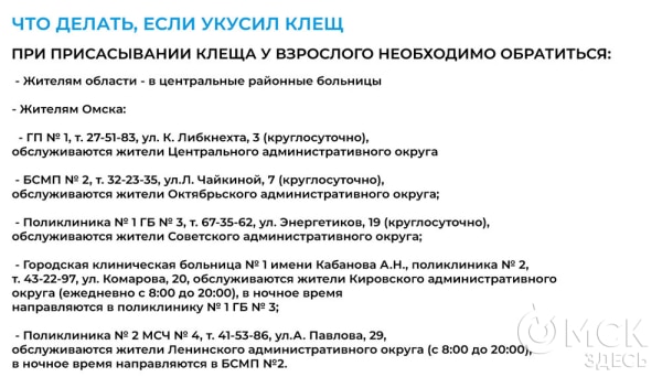 Клещи-2025: куда бежать, если вас атаковали маленькие кровопийцы