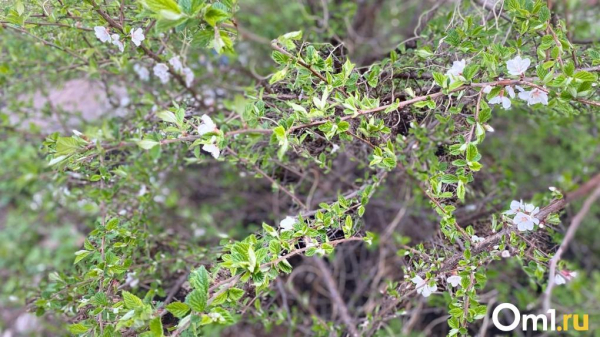 Мощная волна из Казахстана принесёт в Омск тепло до +20 градусов