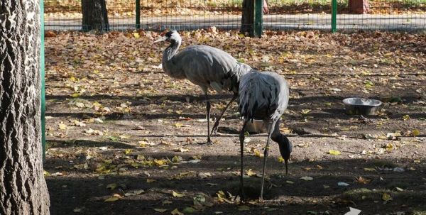 Весна на паузе: как журавли "испортили" погоду в Омске