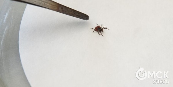 Клещи-2025: куда бежать, если вас атаковали маленькие кровопийцы