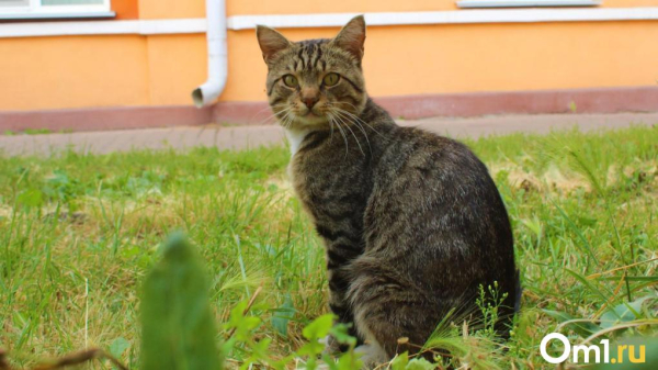 Ко Дню Победы в Омск придёт резкое потепление
