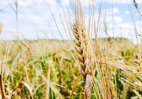 Хоценко: продукция омских аграриев и переработчиков в 2024 году поставлялась в 43 страны