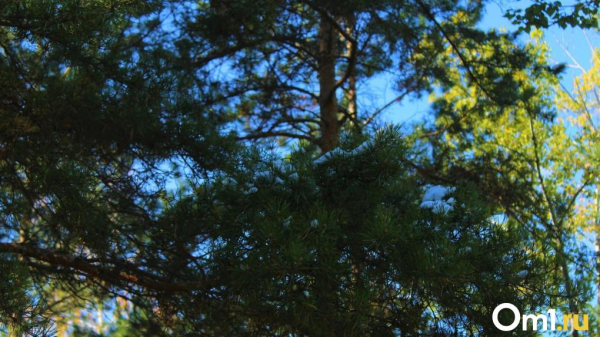 Сквер «Водников» в Омске обновят за три миллиона рублей