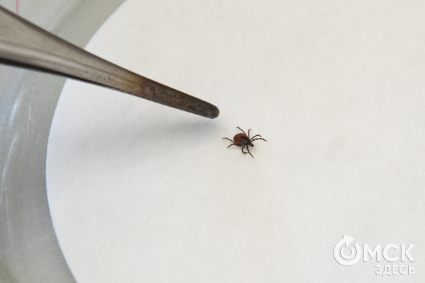 Внимание, дети в летнем отрыве! Как сохранить их здоровье и радость открытий