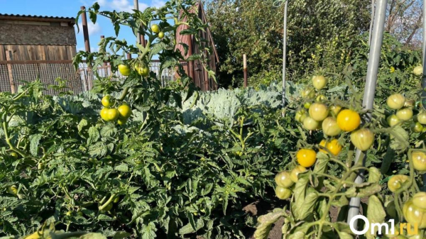 В Омской области появились новые насекомые, угрожающие урожаю В Омской области появились новые насекомые, угрожающие урожаю