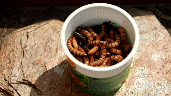 От псевдозебры до мадагаскарского таракана. Как трапезничают малыши и гиганты хищного мира