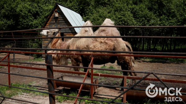 От псевдозебры до мадагаскарского таракана. Как трапезничают малыши и гиганты хищного мира