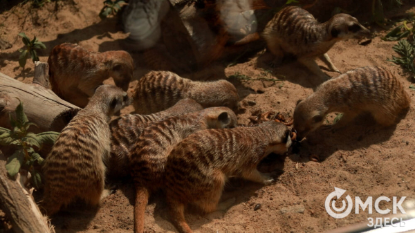 От псевдозебры до мадагаскарского таракана. Как трапезничают малыши и гиганты хищного мира