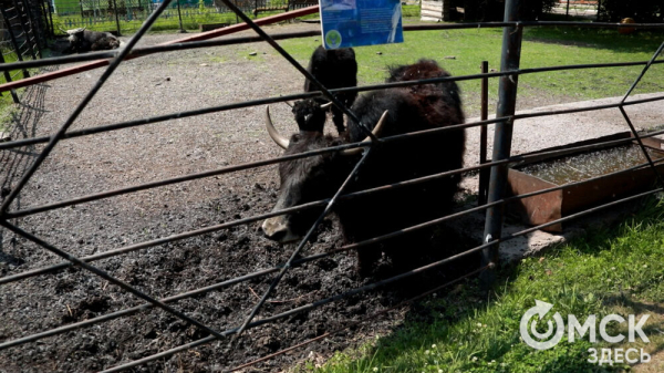 От псевдозебры до мадагаскарского таракана. Как трапезничают малыши и гиганты хищного мира