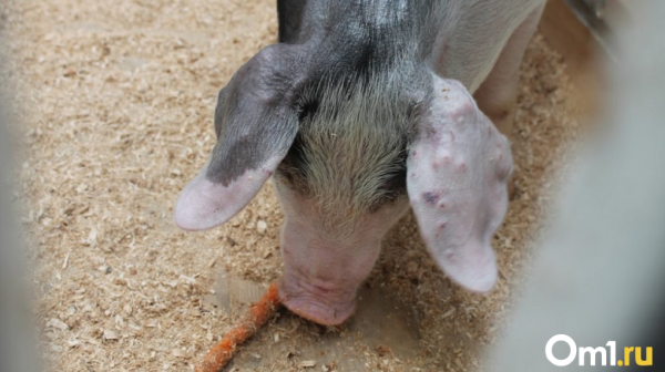 В Омской области выявили особо опасное заболевание свиней: введён карантин