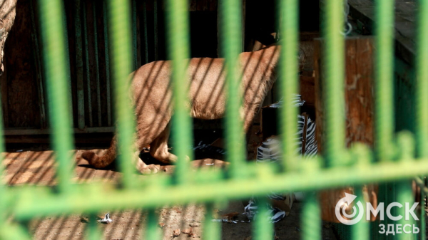 От псевдозебры до мадагаскарского таракана. Как трапезничают малыши и гиганты хищного мира