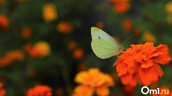 После аномальной жары Омскую область накроет буря с градом