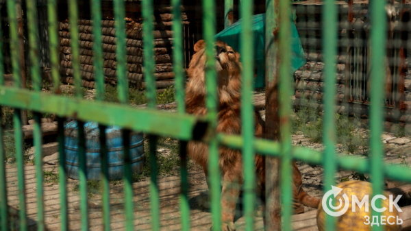 От псевдозебры до мадагаскарского таракана. Как трапезничают малыши и гиганты хищного мира