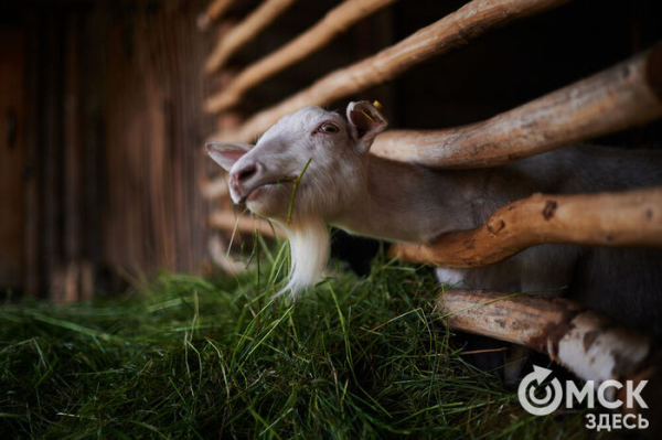 Пробуем колобок на вкус. Чем ещё заняться на фестивале "Слетье"