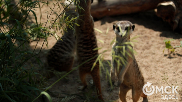 От псевдозебры до мадагаскарского таракана. Как трапезничают малыши и гиганты хищного мира