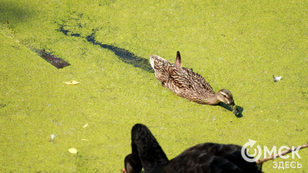 От псевдозебры до мадагаскарского таракана. Как трапезничают малыши и гиганты хищного мира