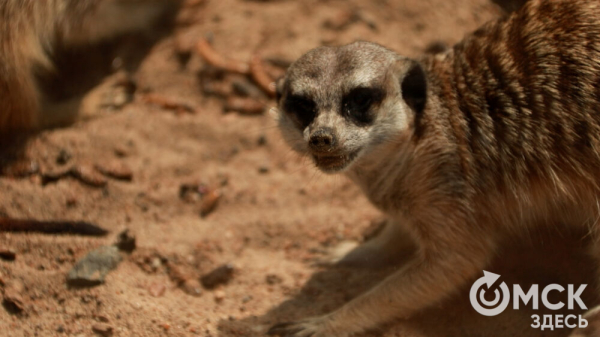 От псевдозебры до мадагаскарского таракана. Как трапезничают малыши и гиганты хищного мира
