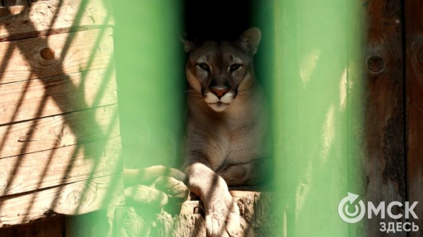 От псевдозебры до мадагаскарского таракана. Как трапезничают малыши и гиганты хищного мира
