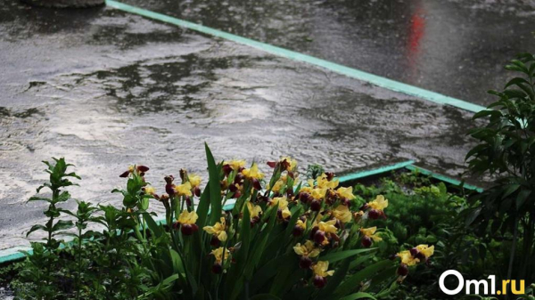 Температурные качели: после аномальной жары в Омской области похолодает до +12 градусов