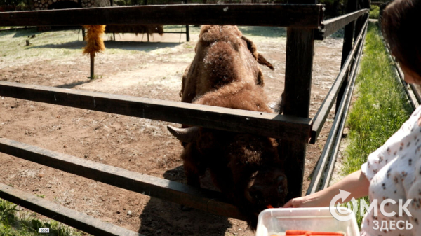От псевдозебры до мадагаскарского таракана. Как трапезничают малыши и гиганты хищного мира