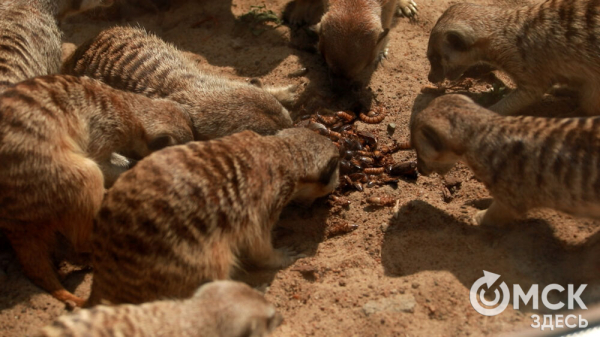 От псевдозебры до мадагаскарского таракана. Как трапезничают малыши и гиганты хищного мира