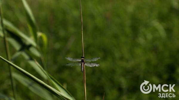 В "Птичьей гавани" устроили экологическую инвентаризацию
