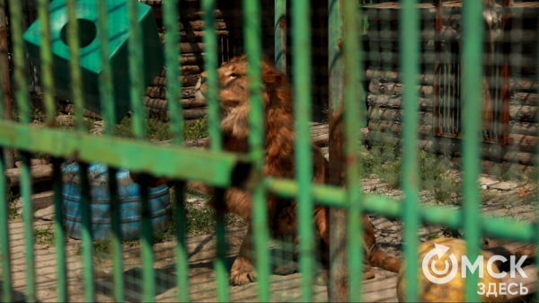 От псевдозебры до мадагаскарского таракана. Как трапезничают малыши и гиганты хищного мира