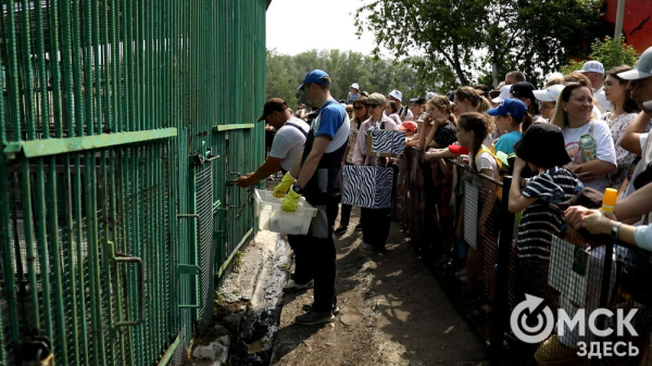 От псевдозебры до мадагаскарского таракана. Как трапезничают малыши и гиганты хищного мира