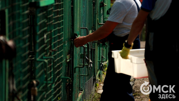От псевдозебры до мадагаскарского таракана. Как трапезничают малыши и гиганты хищного мира