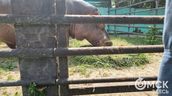 Отметим вместе: чем порадовать в день рождения звезду Большереченского зоопарка Отметим вместе: чем порадовать в день рождения звезду Большереченского зоопарка
