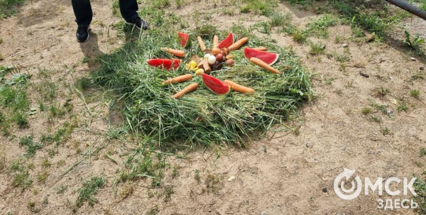 Отметим вместе: чем порадовать в день рождения звезду Большереченского зоопарка Отметим вместе: чем порадовать в день рождения звезду Большереченского зоопарка