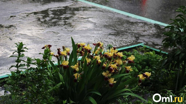 Опубликован пугающий прогноз погоды на начало июля в Омской области Опубликован пугающий прогноз погоды на начало июля в Омской области