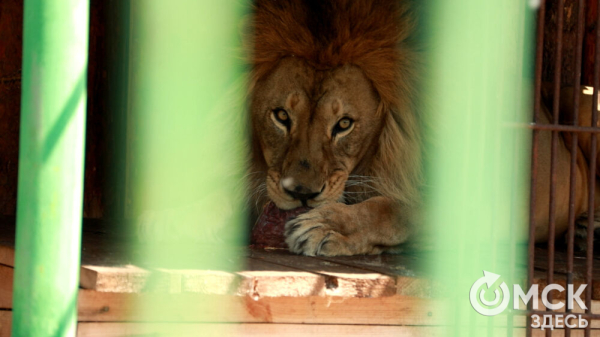 От псевдозебры до мадагаскарского таракана. Как трапезничают малыши и гиганты хищного мира