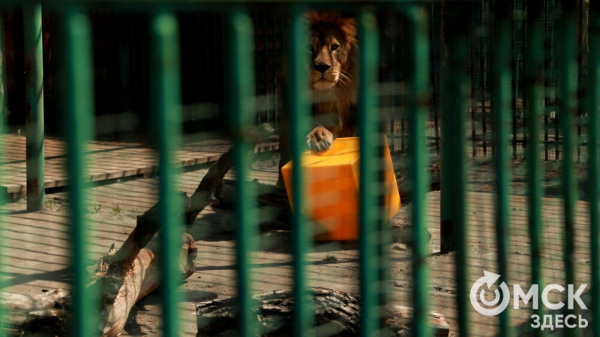 От псевдозебры до мадагаскарского таракана. Как трапезничают малыши и гиганты хищного мира