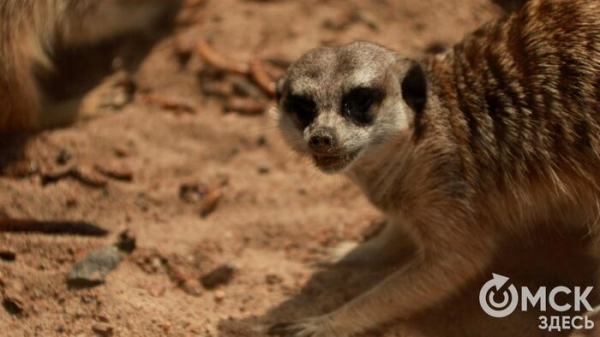 От псевдозебры до мадагаскарского таракана. Как трапезничают малыши и гиганты хищного мира