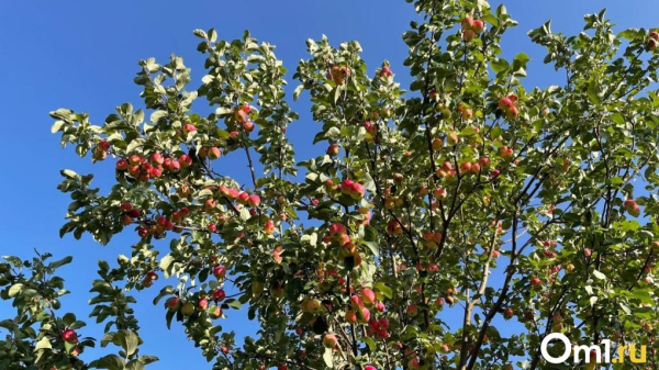 «Птичьи переговоры»: в саду у жителей Омской области поселились совята