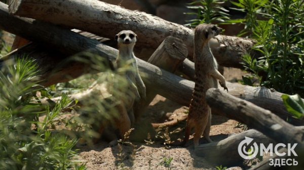 От псевдозебры до мадагаскарского таракана. Как трапезничают малыши и гиганты хищного мира