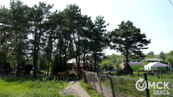 От псевдозебры до мадагаскарского таракана. Как трапезничают малыши и гиганты хищного мира