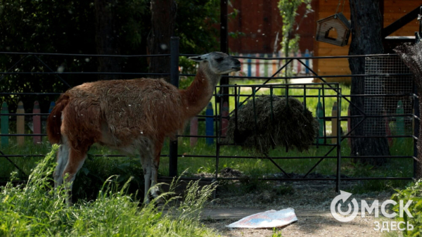 От псевдозебры до мадагаскарского таракана. Как трапезничают малыши и гиганты хищного мира