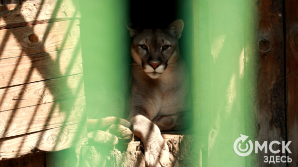 От псевдозебры до мадагаскарского таракана. Как трапезничают малыши и гиганты хищного мира
