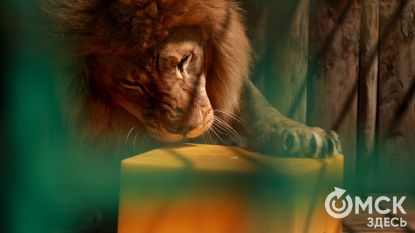 От псевдозебры до мадагаскарского таракана. Как трапезничают малыши и гиганты хищного мира