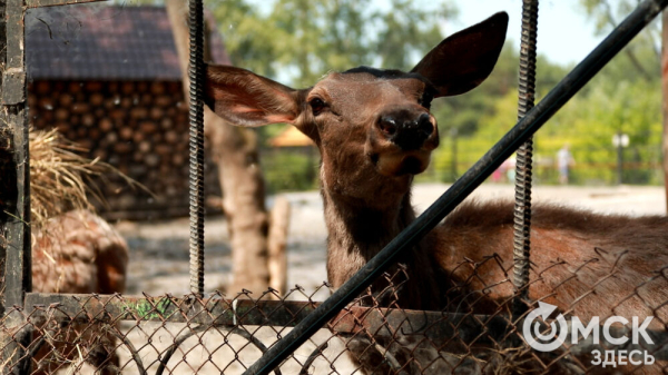 От псевдозебры до мадагаскарского таракана. Как трапезничают малыши и гиганты хищного мира