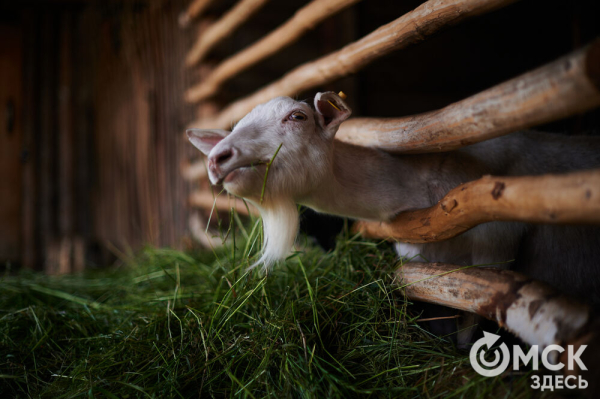 Пробуем колобок на вкус. Чем ещё заняться на фестивале "Слетье"