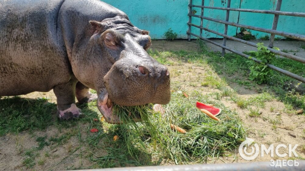 Отметим вместе: чем порадовать в день рождения звезду Большереченского зоопарка Отметим вместе: чем порадовать в день рождения звезду Большереченского зоопарка