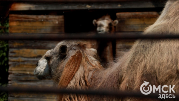 От псевдозебры до мадагаскарского таракана. Как трапезничают малыши и гиганты хищного мира