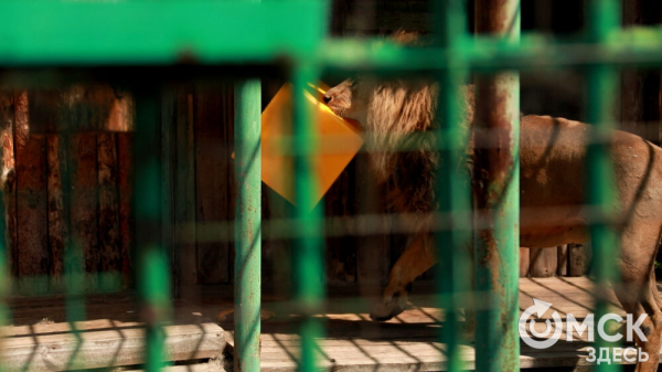 От псевдозебры до мадагаскарского таракана. Как трапезничают малыши и гиганты хищного мира