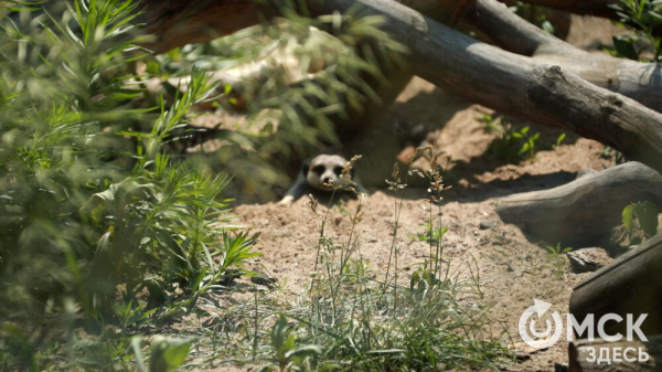 От псевдозебры до мадагаскарского таракана. Как трапезничают малыши и гиганты хищного мира